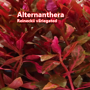 Alternanthera reineckii variegate